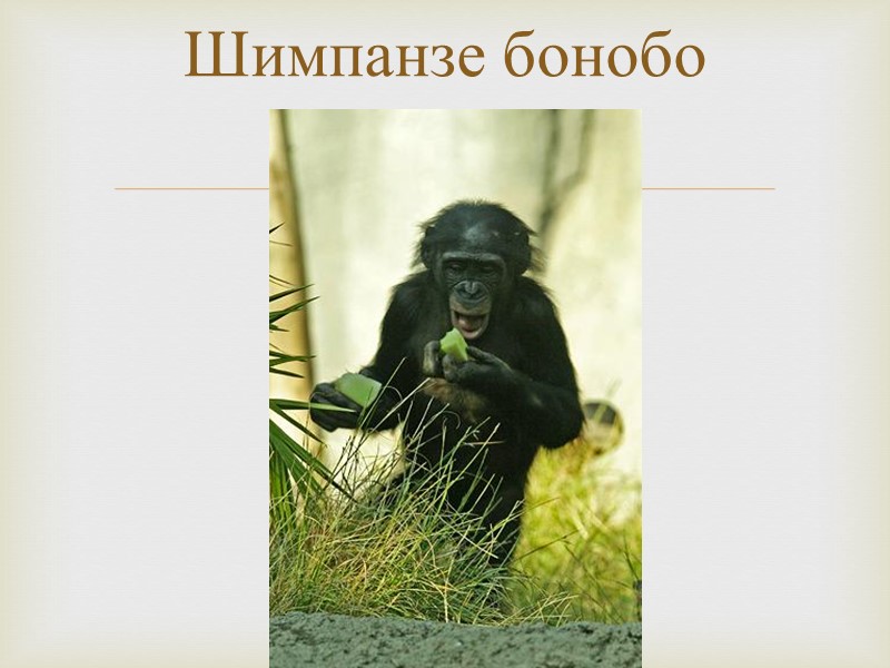 Шимпанзе бонобо